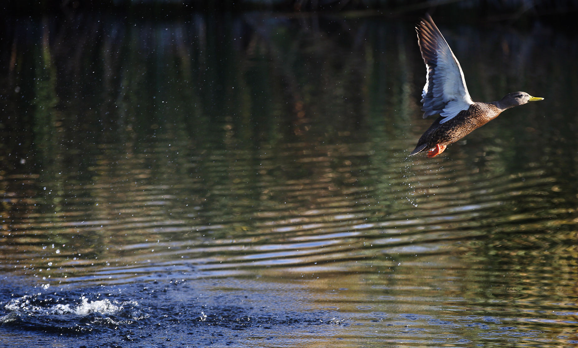 Sweetwater Wetlands, Tucson